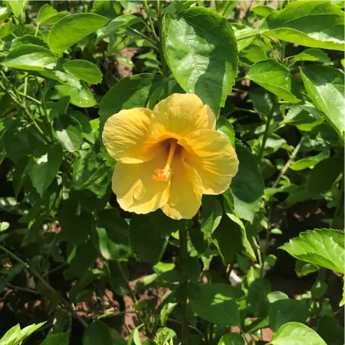 Exotic Hibiscus Yellow Fellow 1024x.webp