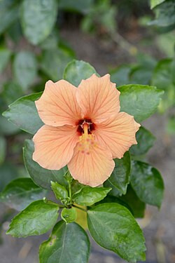 Chinarose1.jpg