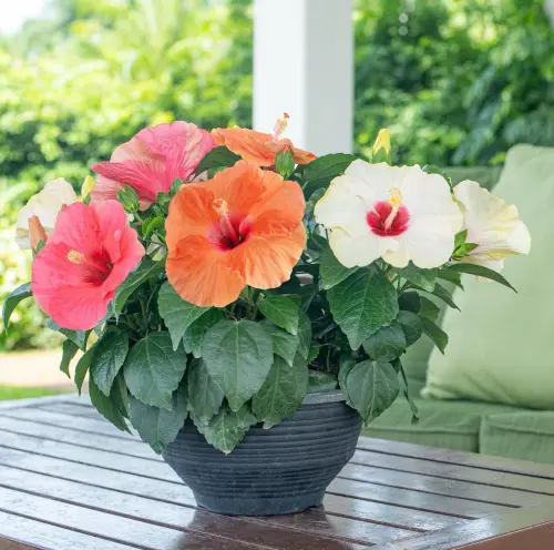 Costa Farms Tricolor HibisQs Hibiscus Bowl b6edd42f baf0 4644 b88c 75fb1792fda3.webp