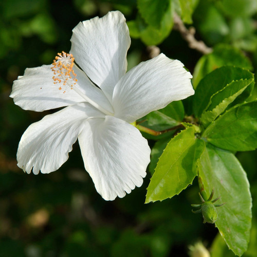 White Hibiscus 5821 scaled e1667380053680 1.jpg