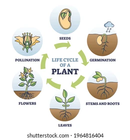 life cycle plant seeds growth 260nw 1964816404.webp