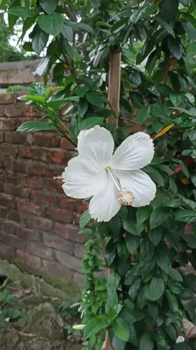 white joba flowers bangladesh white joba flowers bangladesh 187055548.webp