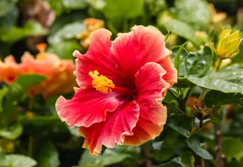 red hibiscus flower stamen.webp