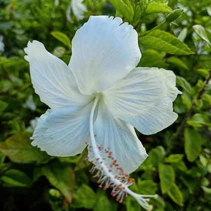 online plant bazar white hibiscus flower live plant product images orvree1omq4 p603983751 4 20230820.webp