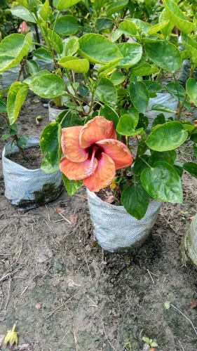 product jpeg 500x500.webp