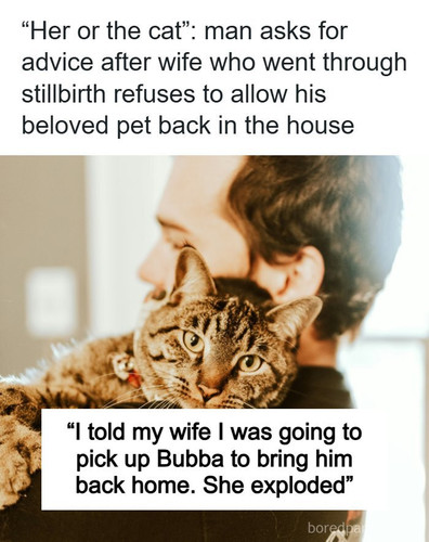 wife get rid of cat.jpg