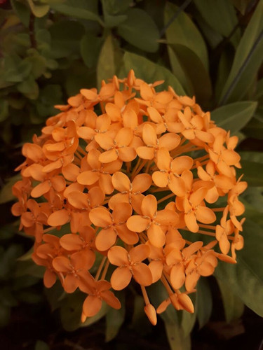Soka orange.jpg
