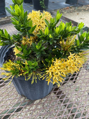 Yellow Dwarf Ixora.jpg