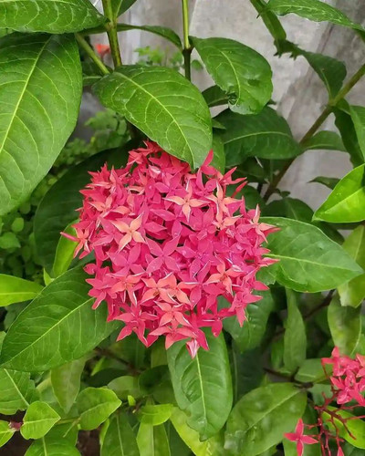 Plant FAQs Ixora Coccinea Flame of the Woods Jungle Flame.jpg