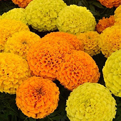190 1marigold flower seeds combo.jpg