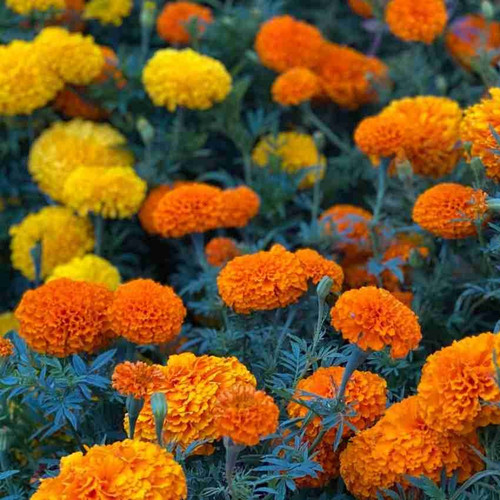 77 marigold flower seeds ecofusi.jpg