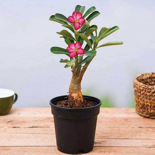 nurserylive plants adenium plant desert rose pink plant 16968550383756.jpg