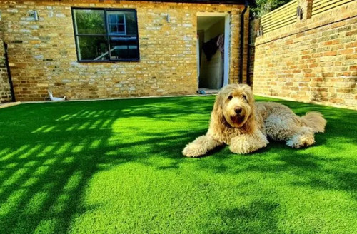 residential pets Graden dog lying down740x485.jpg