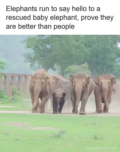 rescue baby elephants.jpg