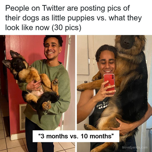 people share dog photos then and now.jpg