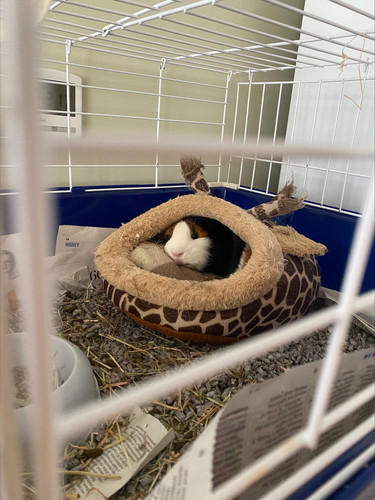 Guinea pig4.jpg