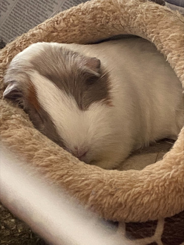 Guinea pig3.jpg