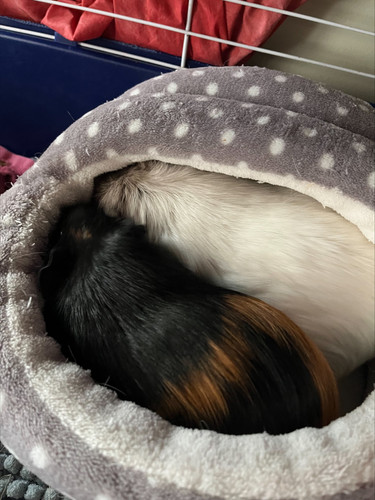 Guinea pig2.jpg