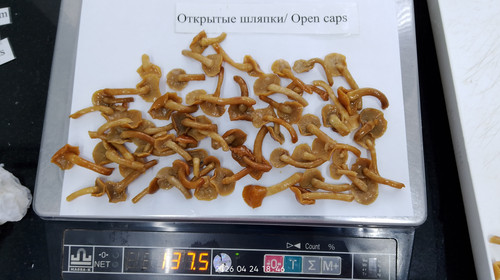 IMG 20260424 184601.jpg