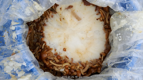 IMG 20260424 182339.jpg