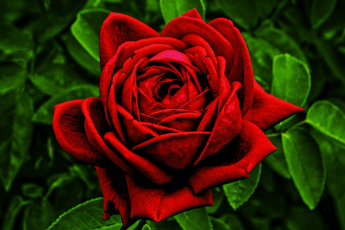 991EC9F4 6F3F 469A BBCF E87FA0C3E568.jpg