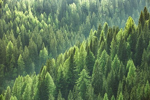 trees.jpg