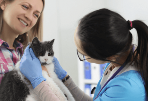 pet prescriptions.png