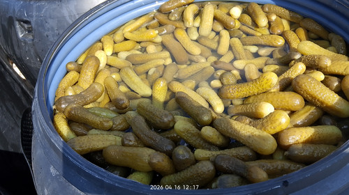 IMG 20260416 121736.jpg