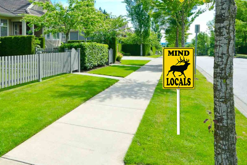 local1 62.png