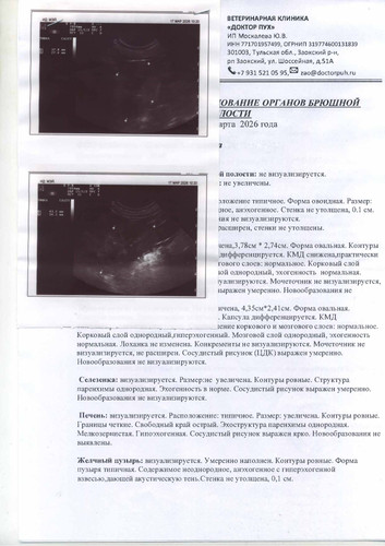 УЗИ брюшной полости 17.03.26 (1) (1).jpg