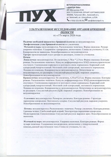 УЗИ брюшной полости 17.03.26 (1) (2).jpg