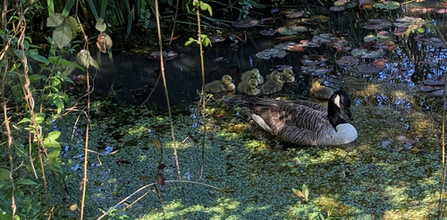 Canadian Geese.jpg