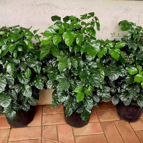 china doll plant new.jpg