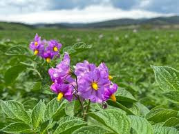 flor papa.jpg