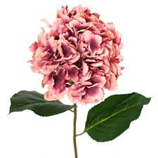 flor de luna.jpg