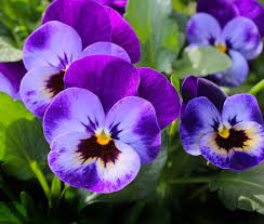 violeta.jpg