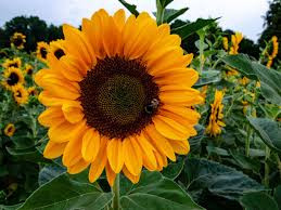 girasoles.jpg
