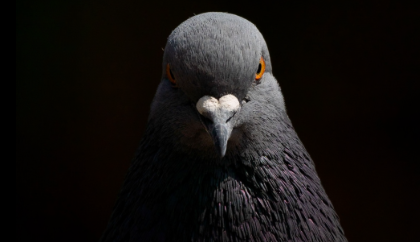 39683068f19e.png