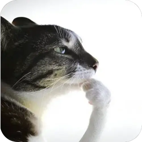 24d56450c456.webp