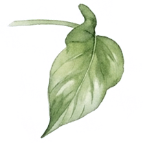 spring5.png