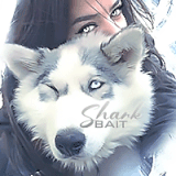 husky.gif