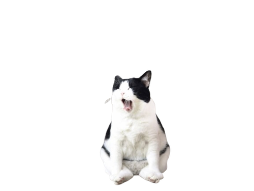 image 2026 05 06 151107984 removebg preview.png