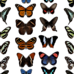 butterflycollection.png