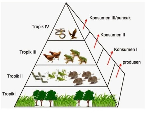 image piramida makanan.jpg