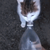 LHN4OH9.gif