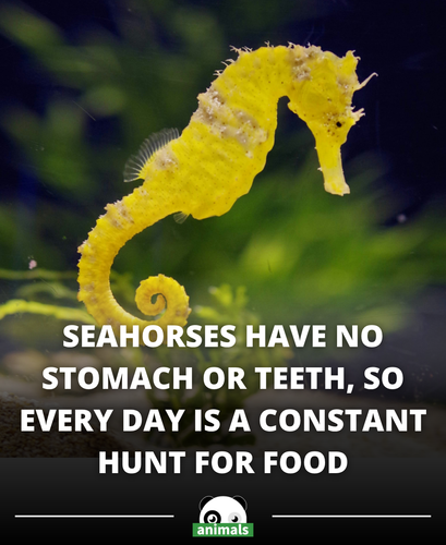 611. Seahorses have no stomach and no teeth, so food passes through their digestive system so fast t.png