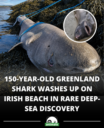 610. ‘Very rare’ shark that can live for a whopping 500 years washes up on beach.png