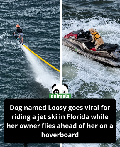 622. Dog Goes Viral for Jet Skiing While Owner Hoverboards ‘You Can’t Go Fast Enough for Her’.png