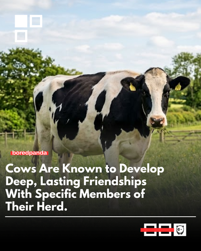 Cows.png