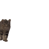 cutecat.gif